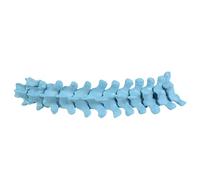 Modèle de squelette thoracique à 12 segments, échelle 1: 1, modèle d ' anatomie de la colonne thoracique en PVC pour étudiants thérapeutes, formation, formation en ostéopathie