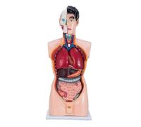Modèle de squelette torse humain, enseignement l'anatomie humaine, matériau PVC, adapté à l'affichage en classe