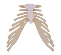 Modèle de sternum humain 1:1, côtes thoraciques avec cartilage costal, modèle d'os lâche de spécimen de squelette humain, for la décoration de la recherche en enseignement médical