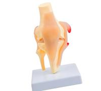 Modèle de structure anatomique de l ' articulation du genou en PVC, modèle d ' anatomie de l ' articulation du genou de la rotule pour la formation, anatomie de la communication avec les patients