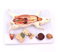 Modèle de structure anatomique d'organes de souris pour l'enseignement | Modèle anatomique d'organe de souris pour l'éducation médicale - Parfait pour l'enseignement des concepts d'anatomie et de