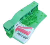 Modèle de structure anatomique pour l'enseignement de la biologie Aide à l'enseignement des plantes pour les laboratoires scolaires et les étudiants Aide à l'enseignement de la biologie