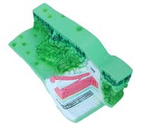 Modèle de structure anatomique pour l'enseignement de la biologie - Aide pédagogique pour les laboratoires scolaires et les étudiants - Démonstration d'anatomie