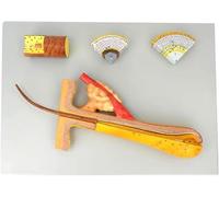 Modèle de Structure Capillaire Humaine à grossissement 700x Comprenant 4 Parties et représentant l'anatomie du follicule pileux Modèle pédagogique for l'enseignement du Maquillage, de la beauté