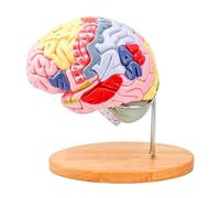 Modèle de structure cérébrale éducative anatomique en PVC avec pièces détachables à code couleur pour entraînement clinique esprit dissectible