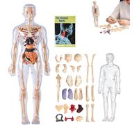 Modèle de structure claire du corps humain, kit d'anatomie 3D de 29 pièces, modèle de torse humain d'organes assemblés DIY, modèle de montage d'os et d'organes amovibles, pour anatomie