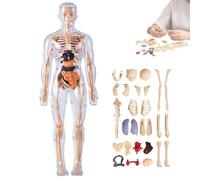 Modèle de Structure corporelle Humaine Transparent, 29 pièces, Figurine Anatomique 3D, kit d'anatomie, modèle d'organe de Torse Humain assemblé à Faire soi-même for l'anatomie(#01)