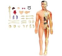 Modèle De Structure Corporelle Humaine Transparent, Kit D'anatomie 3D, Organes Amovibles, Os Et Modèle D'organe De Torse Humain Assemblé Transparent À Faire Soi-même(Translucent Model)