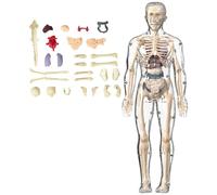 Modèle De Structure Corporelle Humaine Transparent, Kit D'anatomie 3D, Organes Amovibles, Os Et Modèle D'organe De Torse Humain Assemblé Transparent À Faire Soi-même(Transparent Model)