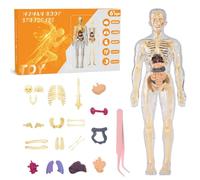 Modèle De Structure Corporelle Humaine Transparent, Kits De Modèles De Squelette Corporel Entièrement Transparents, Kit D'anatomie 3D à Faire Soi-Même, Jouets éducatifs Pour