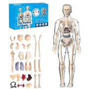 Modèle de Structure corporelle Humaine Transparent, Kits de modèles de squelettes du Corps Humain organisés avec Guide d'instructions, kit de Figurines anatomiques 3D à Faire soi-même de 29 pièces(B)