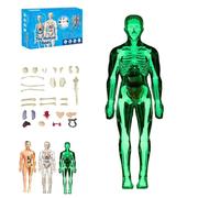 Modèle de Structure corporelle Humaine Transparent, modèle d'assemblage d'organes et d'os Amovibles, kit de Figurines anatomiques 3D de 29 pièces(Luminous)