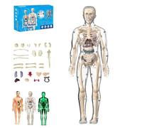 Modèle de Structure corporelle Humaine Transparent, modèle d'assemblage d'organes et d'os Amovibles, kit de Figurines anatomiques 3D de 29 pièces(Full Transparency)
