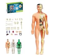 Modèle de Structure corporelle Humaine Transparent, modèle d'assemblage d'organes et d'os Amovibles, kit de Figurines anatomiques 3D de 29 pièces(Translucent)