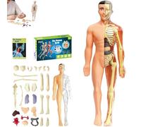 Modèle de structure du corps humain clair - 29 pièces - Kit d'anatomie 3D - À monter soi-même - Avec organes et squelette amovibles - Pour l'apprentissage de l'anatomie (squelette complet translucide)