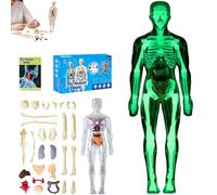 Modèle de structure du corps humain clair - 29 pièces - Kit d'anatomie 3D - À monter soi-même - Avec organes et squelette amovibles - Pour l'apprentissage de l'anatomie (modèle squelette lumineux)