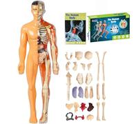 Modèle de structure du corps humain clair, kit d'anatomie 3D de 29 pièces, modèle d'organe de torse humain assemblé, avec organes et os amovibles, pour étudiants et salle de classe (translucide)