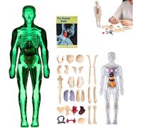 Modèle de structure du corps humain clair, kit d'anatomie 3D de 29 pièces, modèle d'organe de torse humain assemblé, modèle d'assemblage d'os d'organes amovibles, pour anatomie