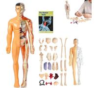 Modèle de structure du corps humain clair, kit d'anatomie 3D de 29 pièces, modèle d'organe de torse humain assemblé, modèle d'assemblage d'os d'organes amovibles, pour anatomie