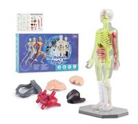 Modèle de structure du corps humain clair, kit d'anatomie 3D de 29 pièces, modèle tridimensionnel à l'échelle réelle pour les collèges, les collèges et les écoles de médecine comme aide pédagogique