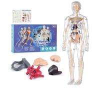 Modèle de structure du corps humain clair, kit d'anatomie 3D de 29 pièces, modèle tridimensionnel à l'échelle réelle pour les collèges, les collèges et les écoles de médecine comme aide pédagogique