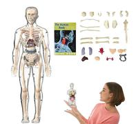 Modèle de structure du corps humain clair - Kit de 29 figurines anatomiques 3D - À monter soi-même - Pour torse humain - Organes et os amovibles - Pour une utilisation en classe et à la maison