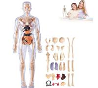 Modèle de structure du corps humain clair, kit de 29 figurines d'anatomie 3D avec organes et os amovibles, modèle d'anatomie du torse humain assemblé à faire soi-même pour étudiants et enseignants