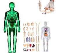 Modèle de Structure du Corps Humain Clair, Organes Amovibles assemblés à Faire soi-même, kit de Figurines 3D de 29 pièces avec Guide d'instructions, for Les étudiants Qui étudient.(Luminous,1PC)