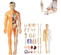 Modèle de Structure du Corps Humain Clair, Organes Amovibles assemblés à Faire soi-même, kit de Figurines 3D de 29 pièces avec Guide d'instructions, for Les étudiants Qui étudient.(Translucent,2PC)