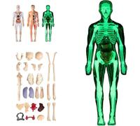 Modèle de Structure du Corps Humain Clair, os d'organes Amovibles assemblés à Faire soi-même, kit de modèle de Squelette d'anatomie 3D de 29 pièces, avec Guide d'instructions.(Luminous,2PC)