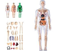 Modèle de Structure du Corps Humain Clair, os d'organes Amovibles assemblés à Faire soi-même, kit de modèle de Squelette d'anatomie 3D de 29 pièces, avec Guide d'instructions.(Clear,1PC)