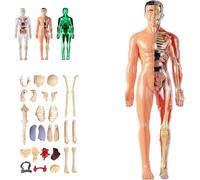 Modèle de Structure du Corps Humain Clair, os d'organes Amovibles assemblés à Faire soi-même, kit de modèle de Squelette d'anatomie 3D de 29 pièces, avec Guide d'instructions.(Translucent,1PC)