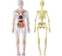 Modèle de structure du corps humain transparent, 29 pièces avec organes et os amovibles, outil éducatif 3D Anatomie