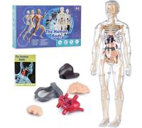 Modèle de structure du corps humain transparent, 29 pièces de modèle d'anatomie 3D, figurine d'organe du torse humain assemblée, modèles d'assemblage d'os d'organes amovibles, aides visuelles pour