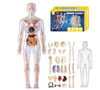Modèle de structure du corps humain transparent, kit d'anatomie 3D de 29 pièces avec organes et os amovibles, modèle d'organe de torse humain assemblé à faire soi-même pour apprendre l'anatomie