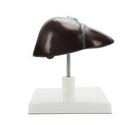 Modèle de structure hépatique anatomique en PVC grandeur nature Modèle d'anatomie du foie humain pour les environnements cliniques et l'éducation scientifique Aide pédagogique en classe