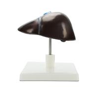 Modèle de structure hépatique anatomique en PVC grandeur nature Modèle d'anatomie du foie humain pour les paramètres cliniques et l'éducation scientifique Outil d'étude interactif d'anatomie