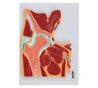 Modèle de structure musculaire squelettique de l'articulation de la hanche, modèle d'anatomie de la section de l'articulation pelvienne, réplique du corps humain de l'articulation pelvienne