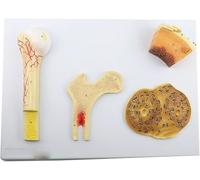 Modèle de Structure osseuse Os spongieux Compact Anatomie Humaine Modèle structurel de l'os Os spongieux Système osseux Dense et fémur Ressources pédagogiques et de Laboratoire