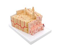 Modèle de Structure osseuse Structures intramédullaires | For l'anatomie orthopédique et du système de mouvement, démonstration d'enseignement clinique