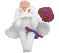 Modèle de structure pelvienne gestationnelle pour la formation clinique Outil d'enseignement permanent et transportable en PVC pour les spécialistes des soins médicaux Équipement d'éducation à la