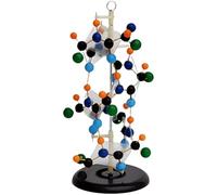 Modèle de Structure secondaire des protéines Modèle d'enseignement Modèle de Structure secondaire des protéines Modèles d'enseignement de biologie Amovibles Expérience Scientifique Supports
