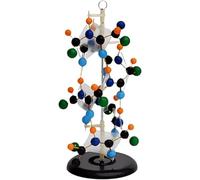 Modèle de structure secondaire protéique amovible pour l'enseignement de la biologie 3D et la démonstration en classe