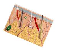 Modèle de Structure Tissulaire Cutanée Plane à Fort Grossissement 70x, Modèle Anatomique de Peau Humaine, Outil Pédagogique pour la Formation, l'utilisation en Laboratoire et en Salle de Classe