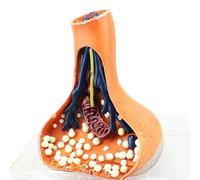 Modèle de synapse neuronale, modèle 3D agrandi de neurone synaptique, modèle anatomique du système nerveux humain, outil de démonstration du système nerveux A