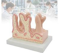 Modèle de système digestif humain 3D, matériau en PVC robuste, structure précise pour les cliniques, les salles de anatomie, les laboratoires, la représentation de l'intestin petit et grand