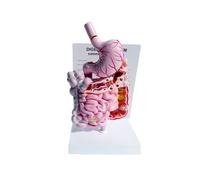 Modèle de Système Digestif Humain, Anatomie de L'Estomac, Intestin, Cæcum, Rectum, Duodénum, Structure des Organes Internes Humains.