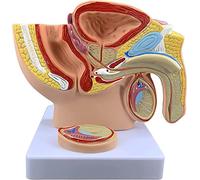Modèle De Système Reproducteur Masculin Montre Une Section Sagittale Médiane Anatomique du Bassin Et Testicules 1/2 Sa Taille Normale Sagittal Médian Pelvien Masculin Miniature Enseignement