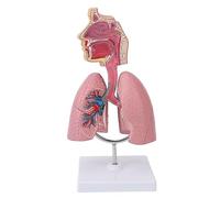 Modèle de Système Respiratoire avec Cœur Amovible, Affichage Anatomique du Poumon Humain pour les étudiants, Outil Pédagogique pour Apprendre et Comprendre la Structure du Poumon