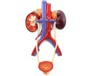 Modèle de système urinaire humain, modèle d'anatomie du système reproducteur de l'urètre, de la vessie, de l'urètre et du rein grandeur nature, for l'étude de l'éducation médicale.